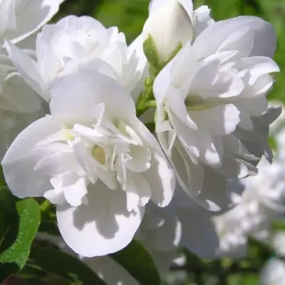 Жасмин ЖИРАНДОЛЬ в Жодино