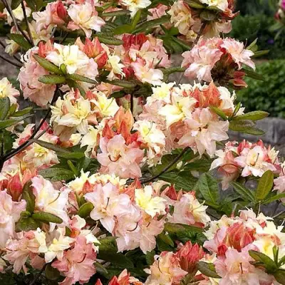 Азалия КЭННОНС ДАБЛ листопадная в Жодино