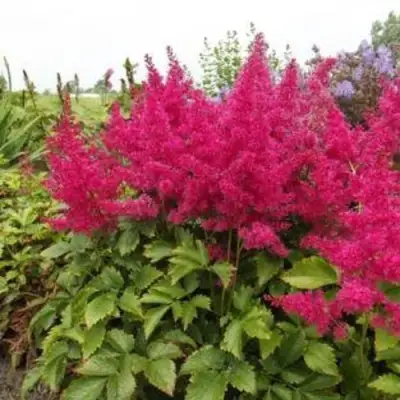 Астильба САННИ ДЕЙ гибридная в Жодино