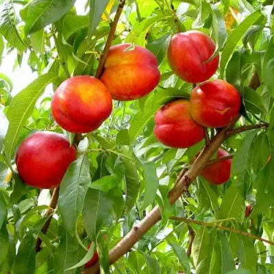 Нектарин ХАРБЛЕЙЗ в Жодино