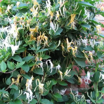 Жимолость ХАЛЛИАНА японская (Хелиана) в Жодино