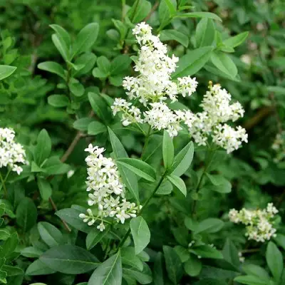 Бирючина обыкновенная АТРОВИРЕНС в Жодино