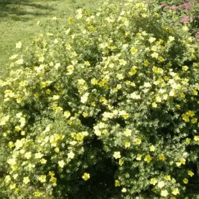 Лапчатка КЛОНДАЙК кустарниковая в Жодино