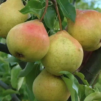 Груша ПАМЯТЬ ЯКОВЛЕВА в Жодино