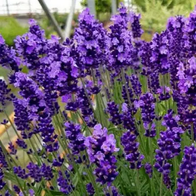 Лаванда ХИДКОТ БЛЮ узколистная в Жодино