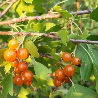 Смородина золотистая ЛЯЙСАН в Жодино