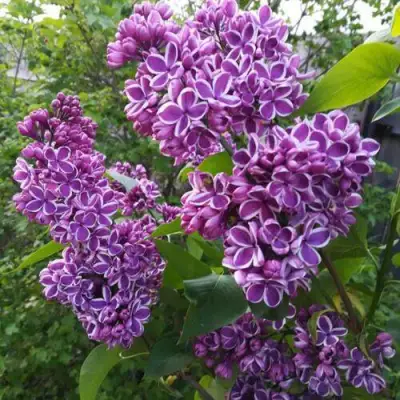 Сирень СЕНСАЦИЯ в Жодино