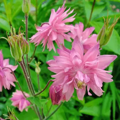 Аквилегия БАРЛОУ ПИНК гибрид МакКаны в Жодино