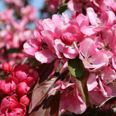 Яблоня РУДОЛЬФ декоративная  в Жодино