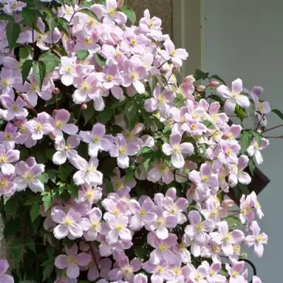 Клематис ГОРНЫЙ в Жодино