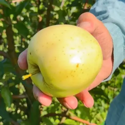Яблоня ЗАЙЧУК в Жодино