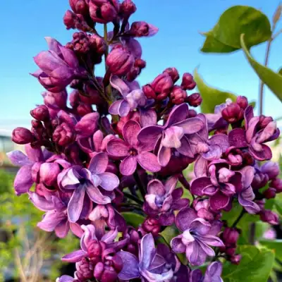 Сирень ВИОЛЕТТА в Жодино