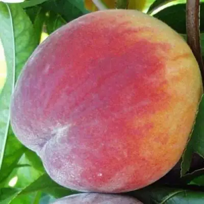 Персик ТОП СВИТ в Жодино