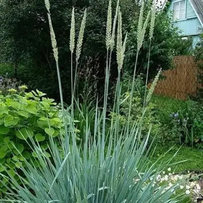 Элимус БЛЮ ДЮН песчаный в Жодино