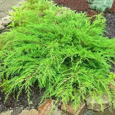 Микробиота ЯКОБСЕН перекрестнопарная в Жодино