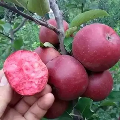 Яблоня РЕД КЕТТИ в Жодино