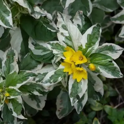 Вербейник АЛЕКСАНДР точечный в Жодино