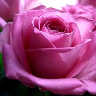 Роза ЭЙФЕЛЕВА БАШНЯ чайно-гибридная в Жодино