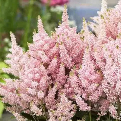 Астильба ЮНИК САЛМОН гибридная в Жодино