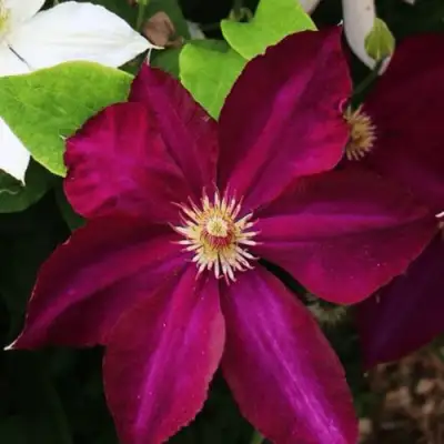 Клематис МАЗОВШЕ в Жодино