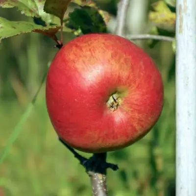 Яблоня ДЫЯМЕНТ в Жодино