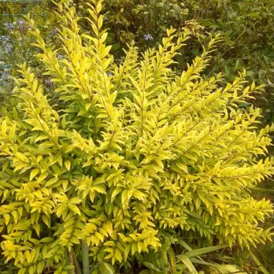 Бирючина АУРЕА обыкновенная в Жодино