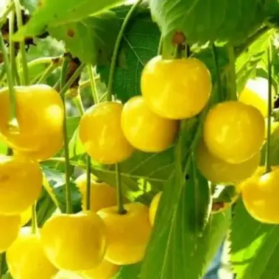 Черешня ПОДСНЕЖНИК в Жодино