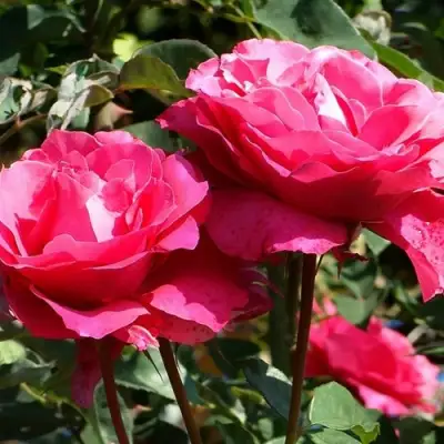 Роза ВИЕН РОУЗ чайно-гибридная в Жодино