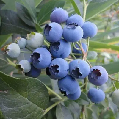 Голубика ЛЕГАЦИЯ в Жодино