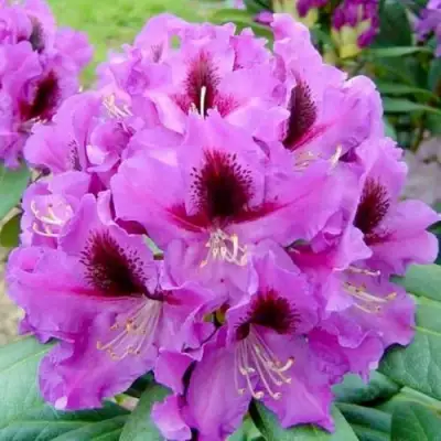 Рододендрон РАСПУТИН в Жодино