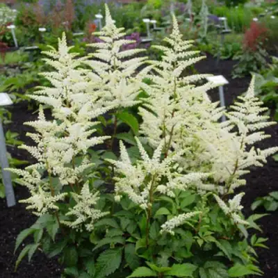 Астильба БРАУТШЛЕЙЕР Арендса в Жодино