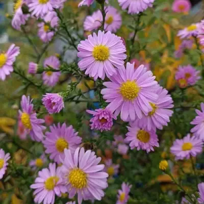 Астра СТРОУБЕРРИ ЭНД КРИМ новобельгийская в Жодино