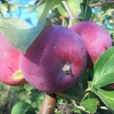 Яблоня СЕРЕБРЯНОЕ КОПЫТЦЕ в Жодино