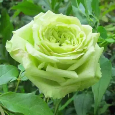 Роза СУПЕР ГРИН чайно-гибридная в Жодино