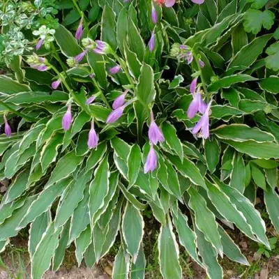 Хоста СТИЛЕТТО гибридная в Жодино