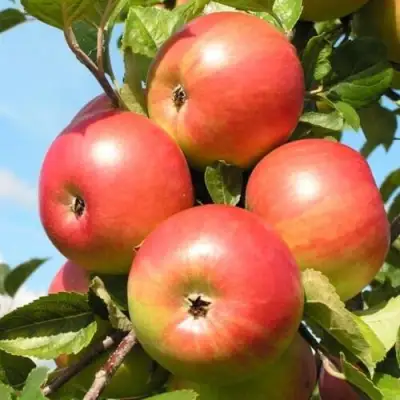 Яблоня ФРИДОМ в Жодино