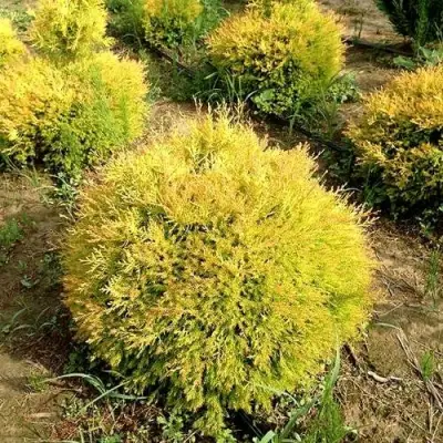 Туя ГЛОБОЗА АУРЕА западная в Жодино