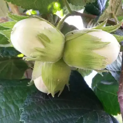 Фундук ЮННАТ в Жодино