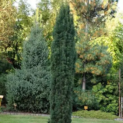 Тис ВОЙТЕК средний  в Жодино