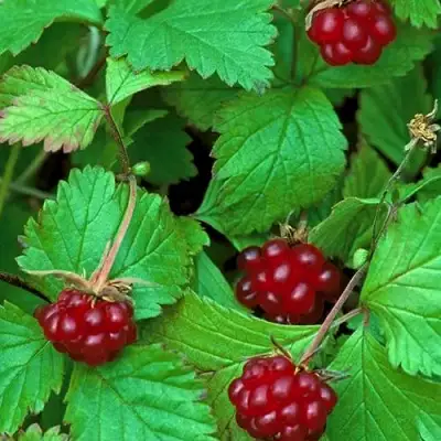 Княженика АУРА в Жодино