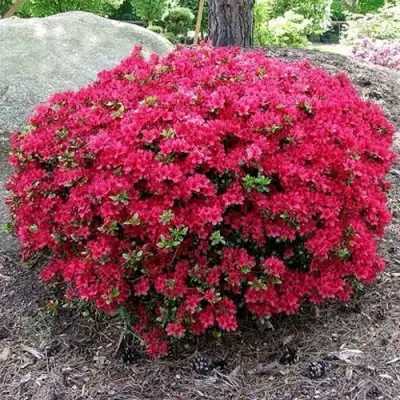 Азалия КАНЗОНЕТТА японская в Жодино