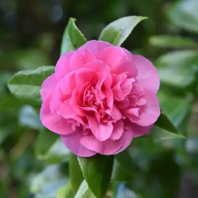 Камелия ДЕББИ в Жодино