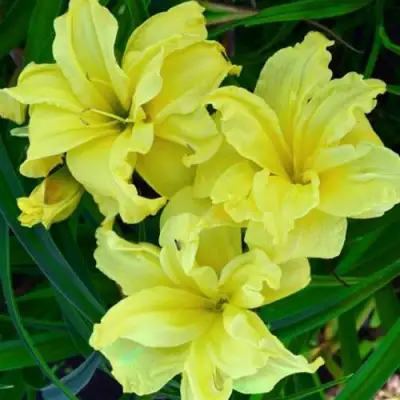 Лилейник ДАБЛ РИВЕР ВАЙ гибридный в Жодино