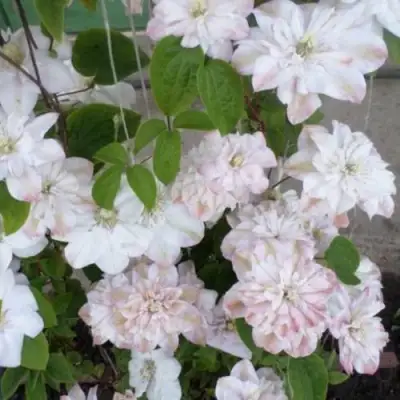 Клематис ИННОСЕНТ БЛАШ в Жодино