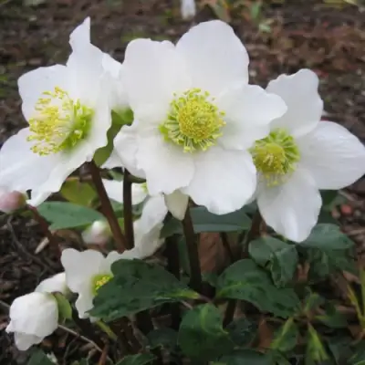 Морозник ЧЕРНЫЙ в Жодино