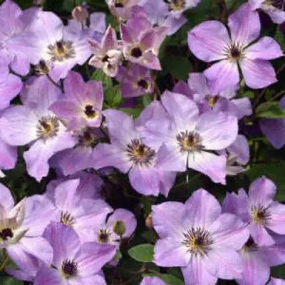 Клематис МОНИНГ СКАЙ в Жодино