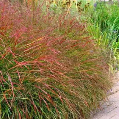 Просо ШЕНАНДО прутьевидное в Жодино