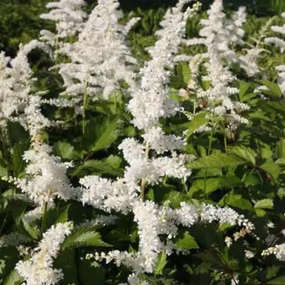 Астильба ДОЙЧЛАНД японская в Жодино