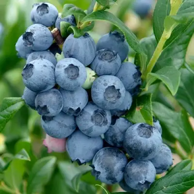 Голубика ХАРДИБЛЮ в Жодино