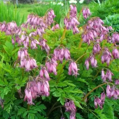 Дицентра изящная в Жодино